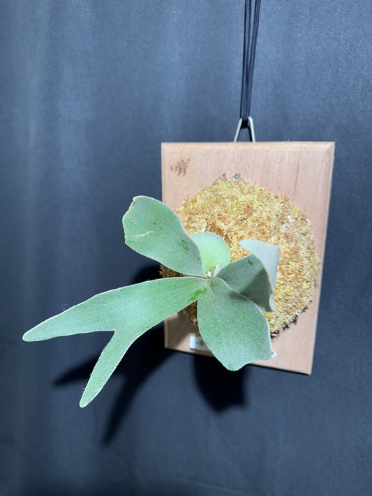 P. Akki - Offset from Mother Plant - A-01