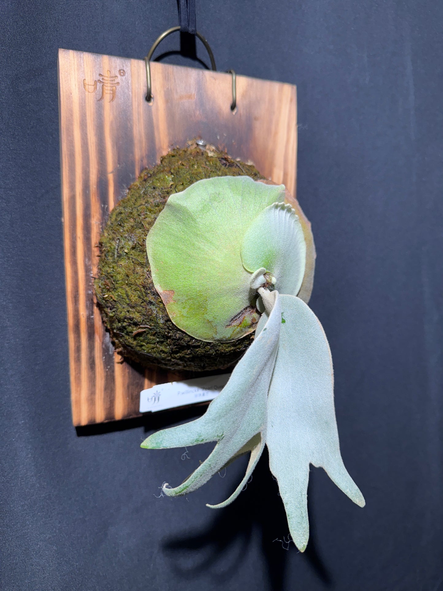 P.willinckii ‘Pearl Queen’ - Offset from Mother Plant - PQ-02