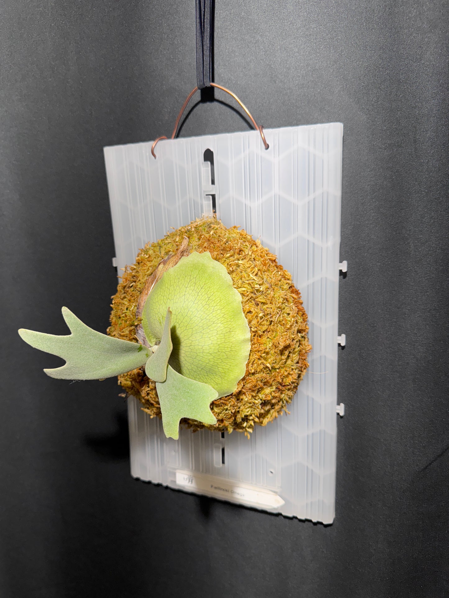 P.willinckii Omega - Offset from Mother Plant - OME-01