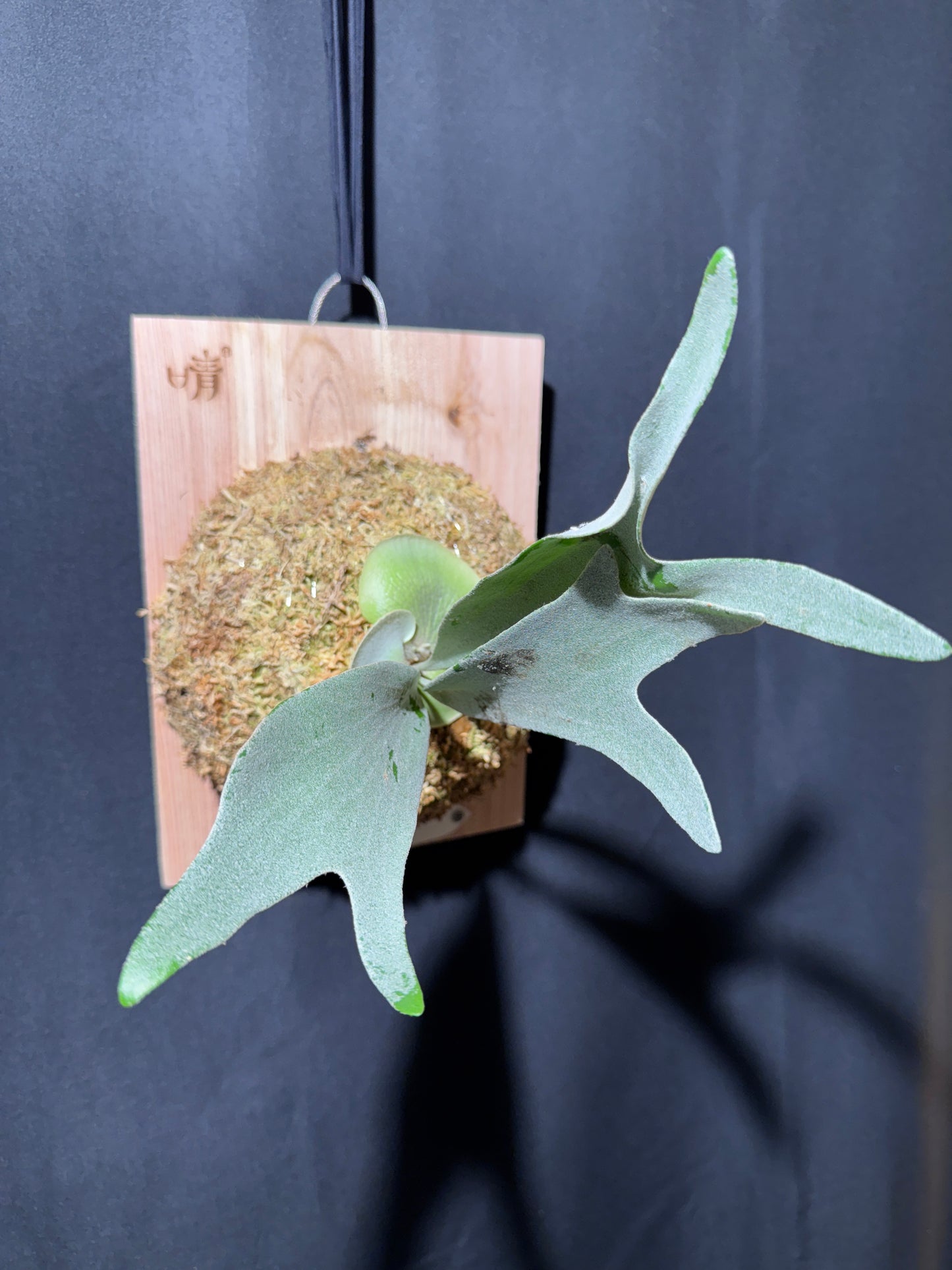 P. bifurcatum 'sp white' - Offset from Mother Plant - SPW-04