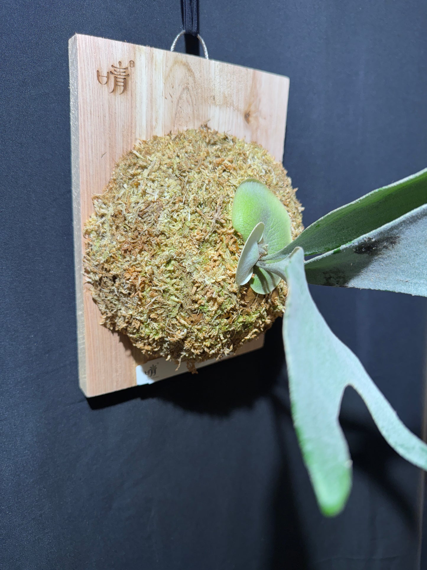 P. bifurcatum 'sp white' - Offset from Mother Plant - SPW-04