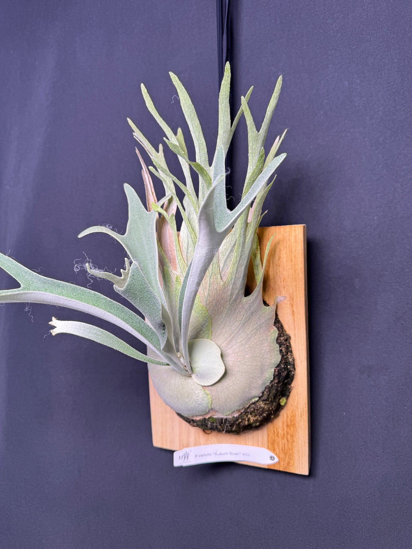 P. veitchii 'Auburn River' - Offset from Mother Plant - AR-02