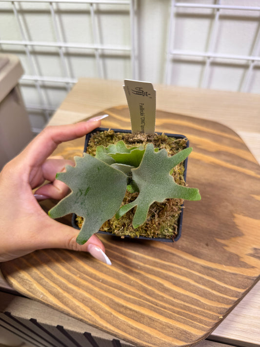 Platycerium Willinckii 'OMG' potted sporeling - OMG-01