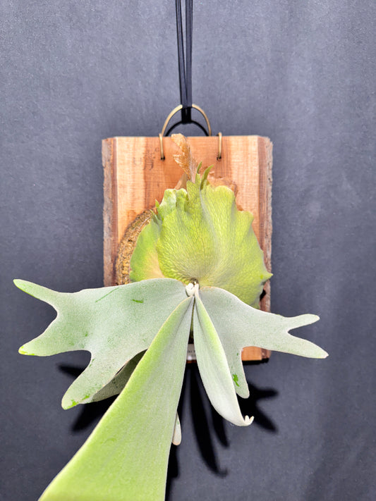 P.willinckii 'White Heaven' - Offset from Mother Plant - WH-01