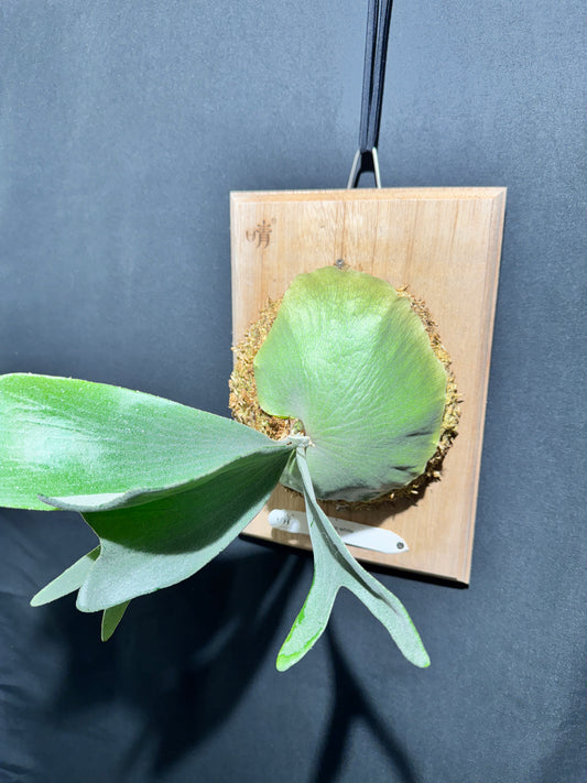 P. bifurcatum 'sp white' - Offset from Mother Plant - SPW-05