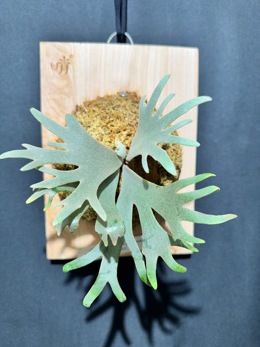 P. willinckii 'Jade Girl' sporeling- JG-03