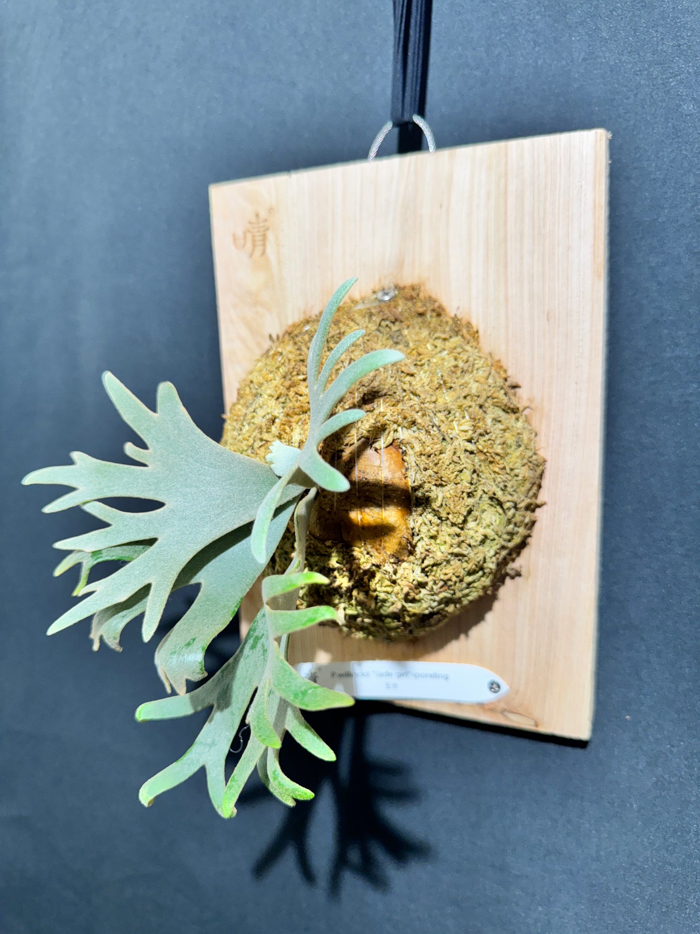 P. willinckii 'Jade Girl' sporeling- JG-03