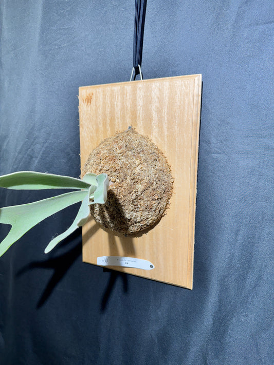 P. veitchii ‘Lemoinei’ - Offset from Mother Plant - VL -01