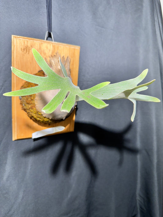 P. Pedro - Offset from Mother Plant - P -01