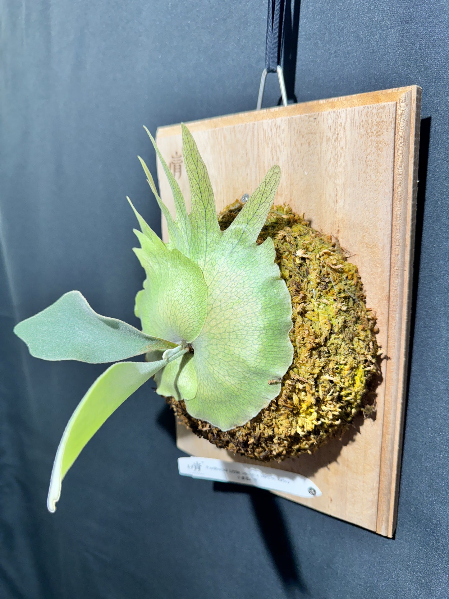 P. willinckii ‘Little Crown’ × ‘Katsu’ sporeling- LK-01