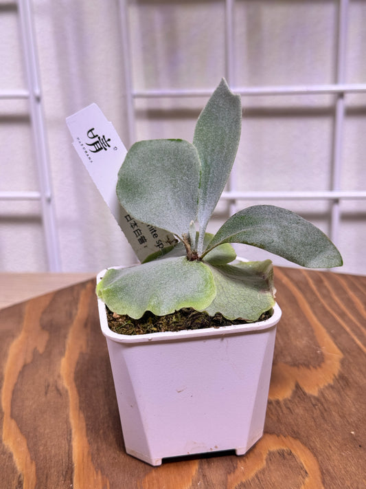 P. bifurcatum 'sp white' potted - offset from Mother Plant - SPW-08