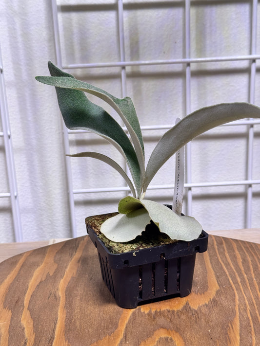 P. veitchii 'Auburn River' - Potted offset - AR-05