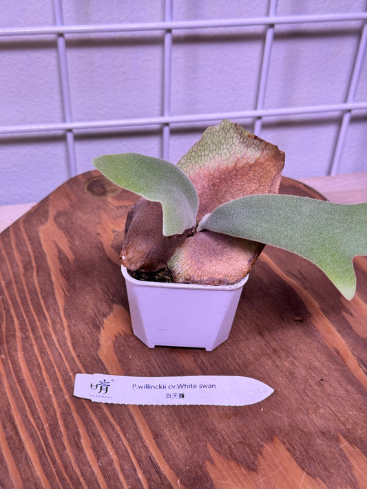 P. willinckii cv. ‘White Swan’ potted - WS -01