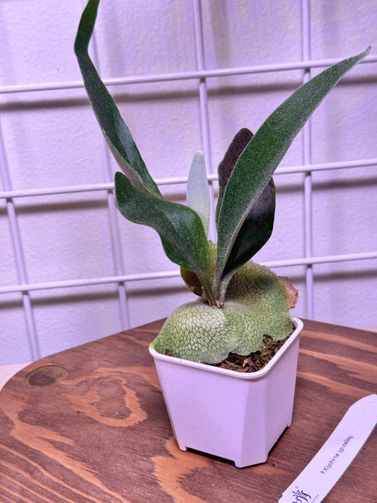 P. ‘Kiyohime’ Sporeling potted - KIY -01