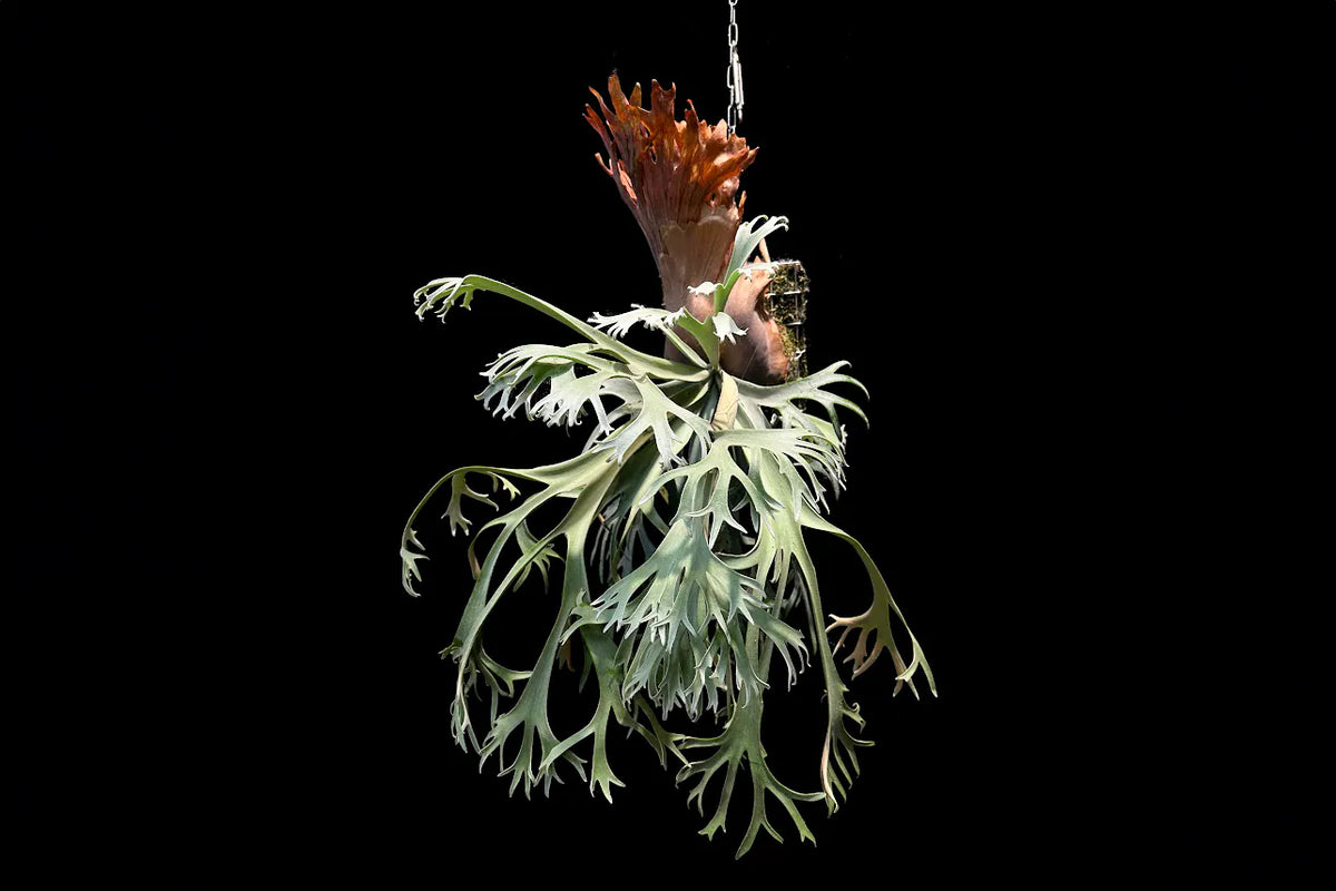 P. willinckii ‘Moonlight’ sporeling - ML - 02