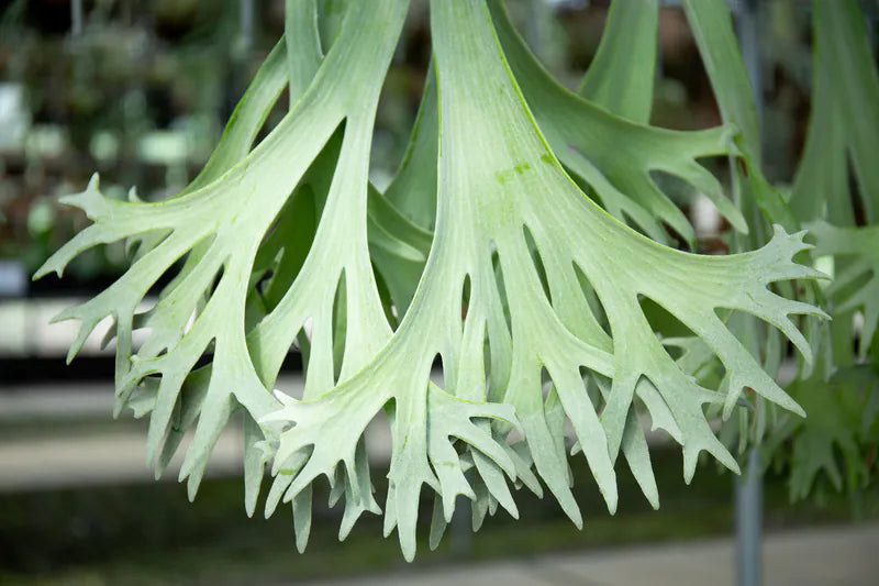 Platycerium bifurcatum 'sp white' - Offset from Mother Plant