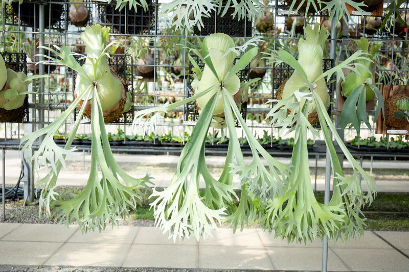 P. bifurcatum 'sp white' - Offset from Mother Plant - SPW-03