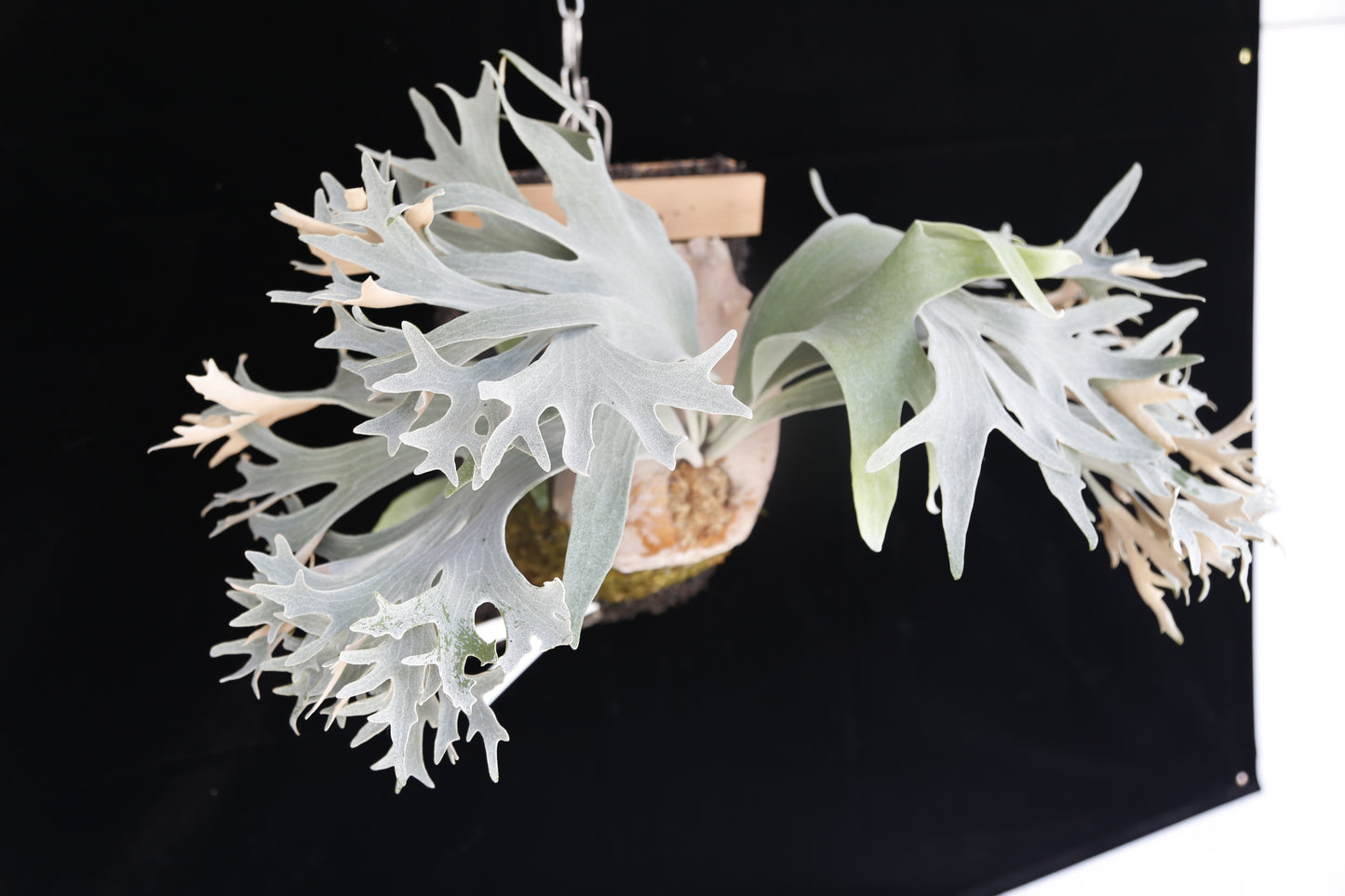 Platycerium Ginka sporeling - GKA-01
