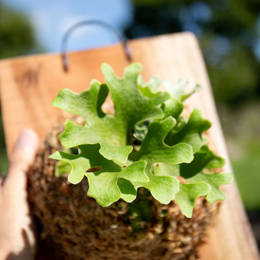 P. ridleyi Dwarf Silvery - Offset from Mother Plant - (pre-order)