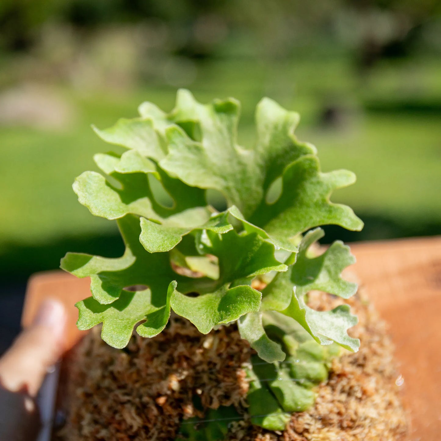 P. ridleyi Dwarf Silvery - Offset from Mother Plant - (pre-order)