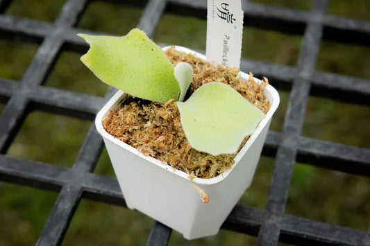 P.willinckii Pearl Queen sporeling (preorder)