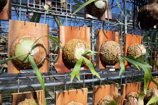 P. SS Foong Mounted Pup (preorder)