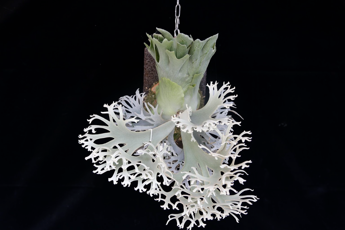 Platycerium Willinckii 'OMG' sporeling mounted - OMG-05