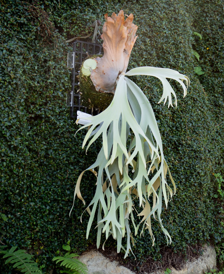 P. willinckii 'Unguis Albi' potted- Offset from Mother Plant - UA
