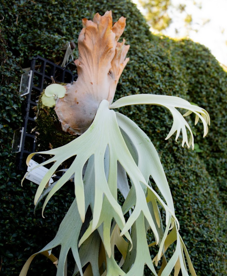 P. willinckii 'Unguis Albi' potted- Offset from Mother Plant - UA-02