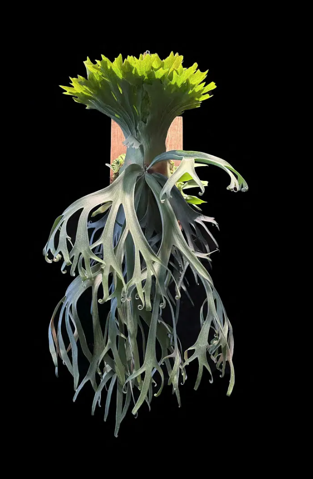 P.willinckii 'Leonids' sporeling - LEO-03