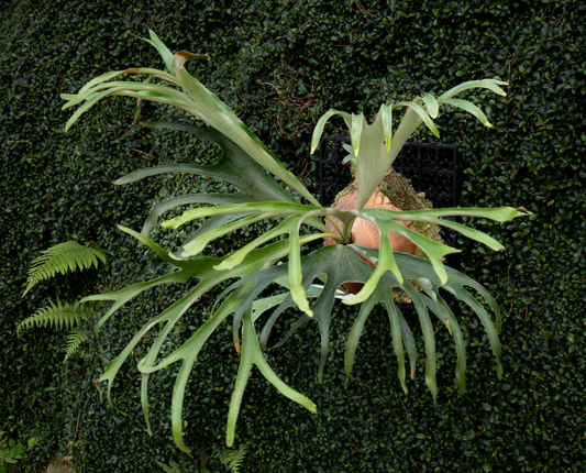 Platycerium alcicorne cv. Gorgon - ALG-01