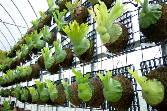 P. wandae mounted pup(preorder)