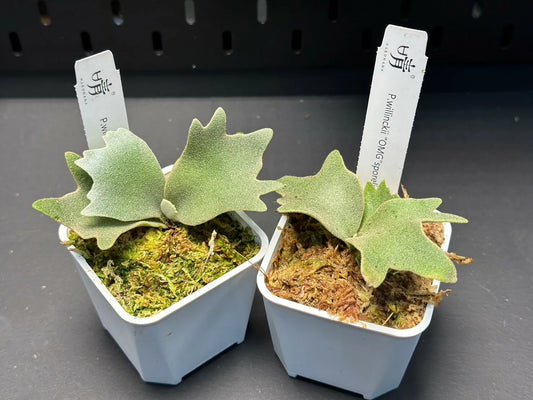 Platycerium Willinckii 'OMG' potted sporeling - (pre-order)