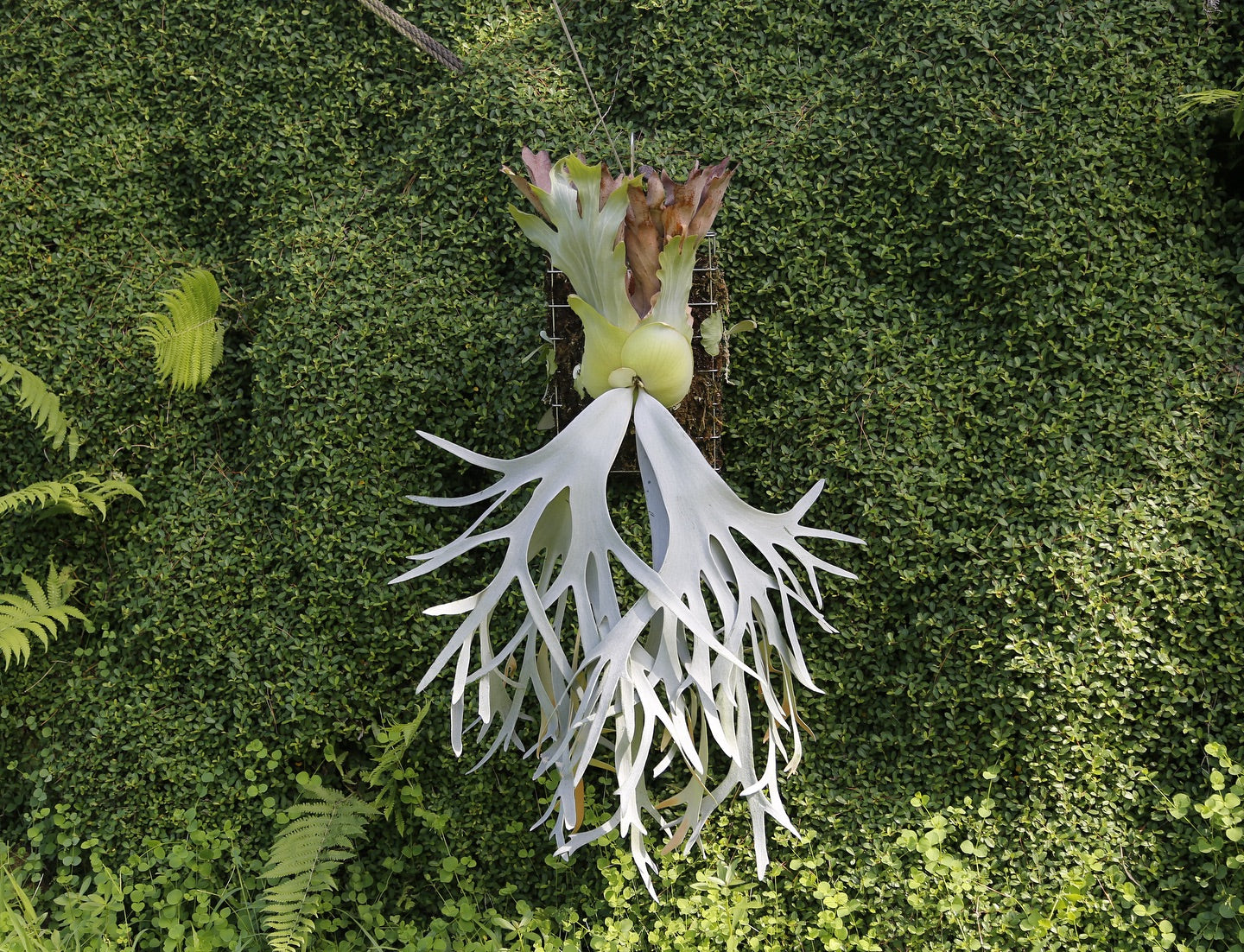 P. willinckii cv. ‘White Swan’ potted - WS -01