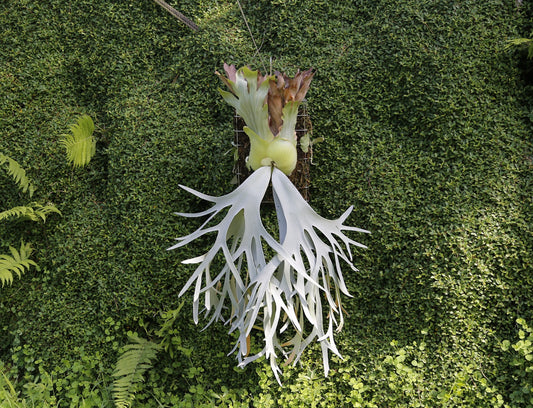 P. willinckii cv. ‘White Swan’ potted - WS -01