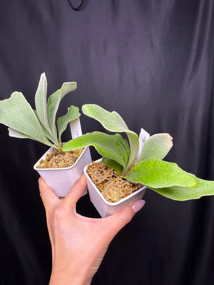 Platycerium 'Unicorn' sporeling potted