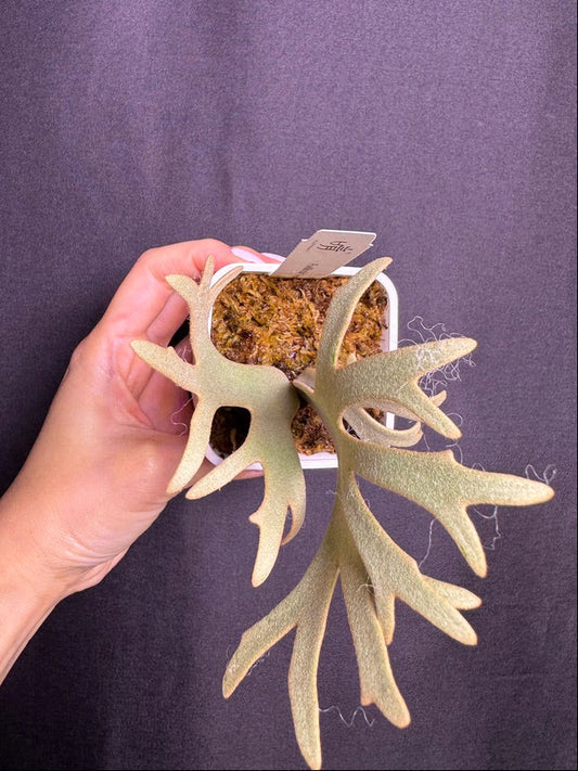 P.willinckii 'Jenny' - Offset from Mother Plant - JEN-03