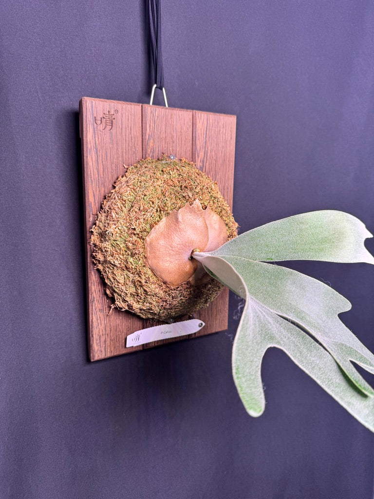 P.  ‘Celso’  - Offset from Mother Plant - CS -01