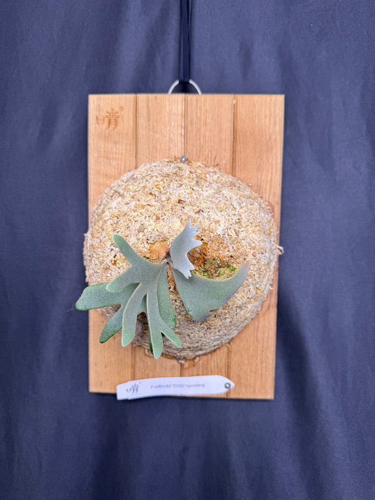 Platycerium Willinckii 'OMG' sporeling mounted - OMG-05