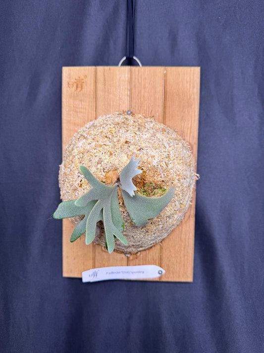 Platycerium Willinckii 'OMG' sporeling mounted - OMG-05