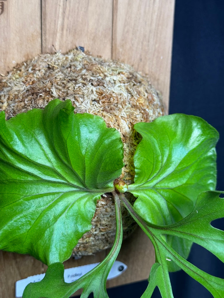 Platycerium ridleyi mounted