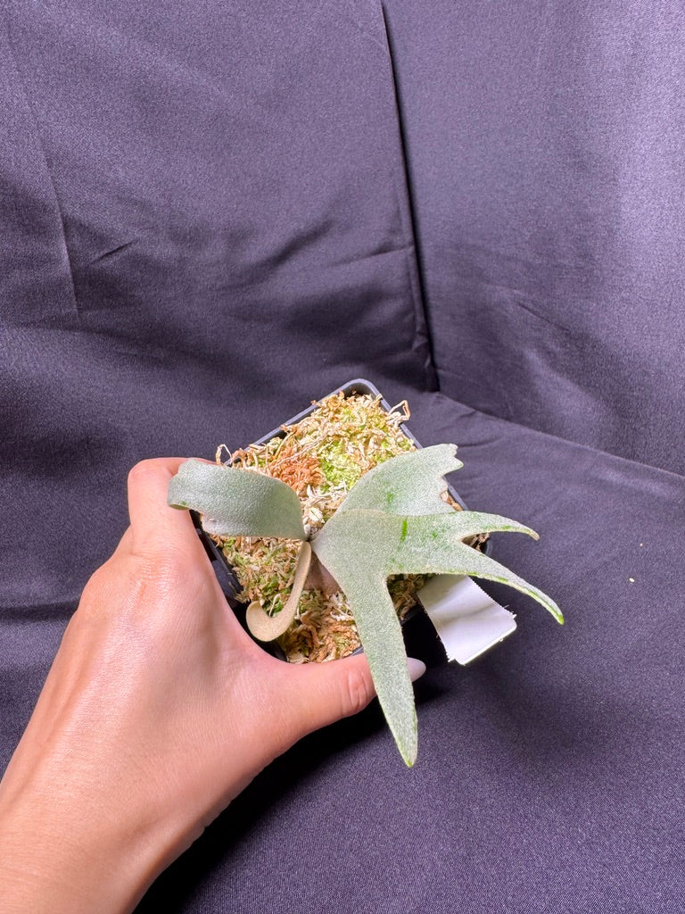 P. willinckii cv.'Gabriel' - Offset from Mother Plant - G-04