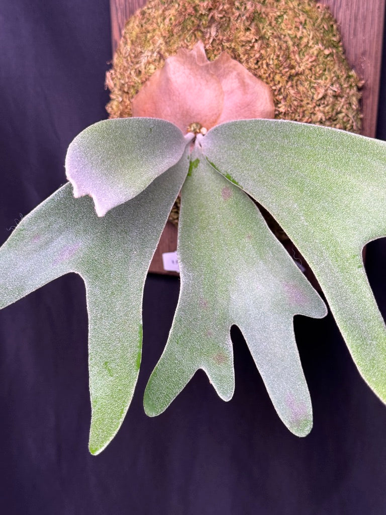 P.  ‘Celso’  - Offset from Mother Plant - CS -01