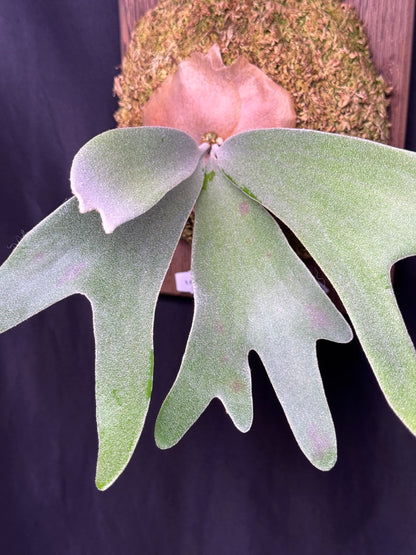P.  ‘Celso’  - Offset from Mother Plant - CS -01