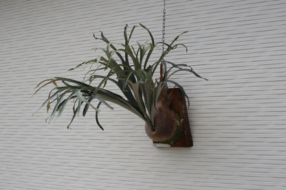 P.  ‘Kiyohime’ Sporeling potted - KIY -01
