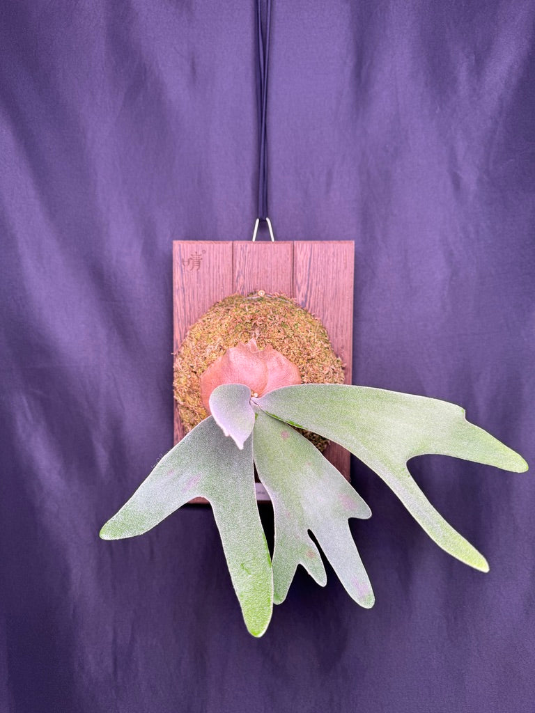 P.  ‘Celso’  - Offset from Mother Plant - CS -01