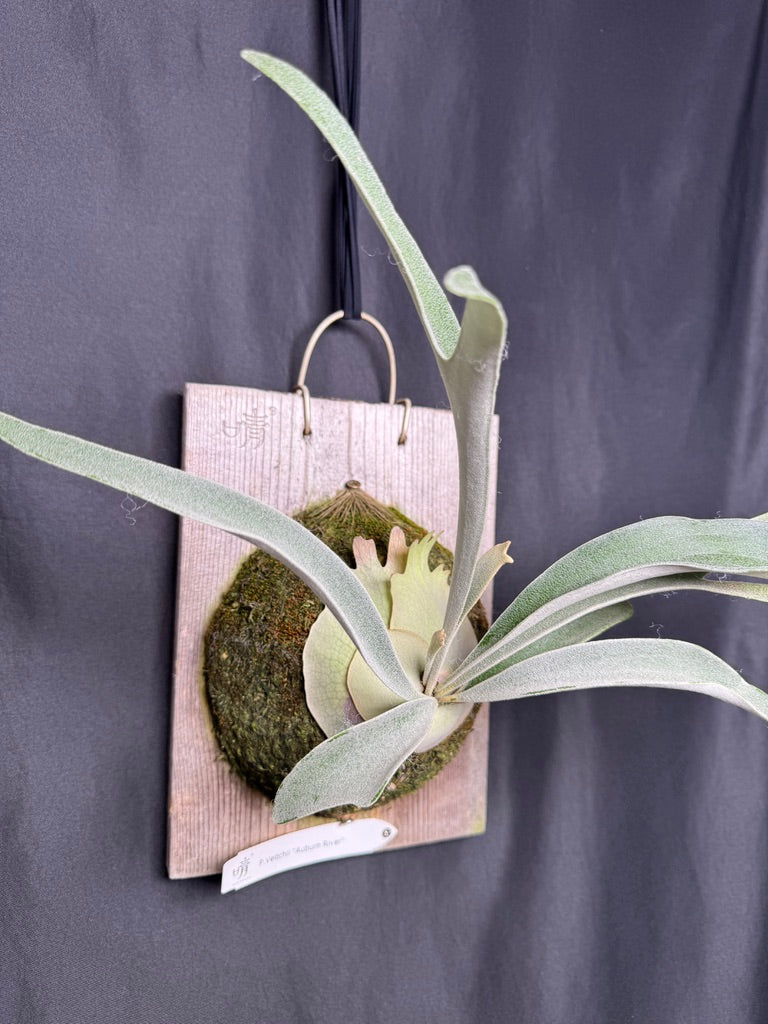 P. veitchii 'Auburn River' - Offset from Mother Plant - AR-06