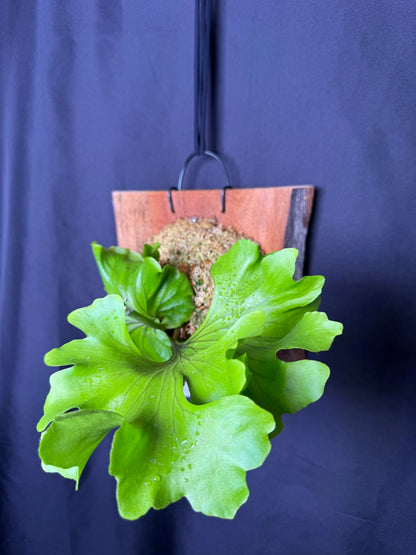 Platycerium ridleyi 'Monkey King' mounted pup -MK03