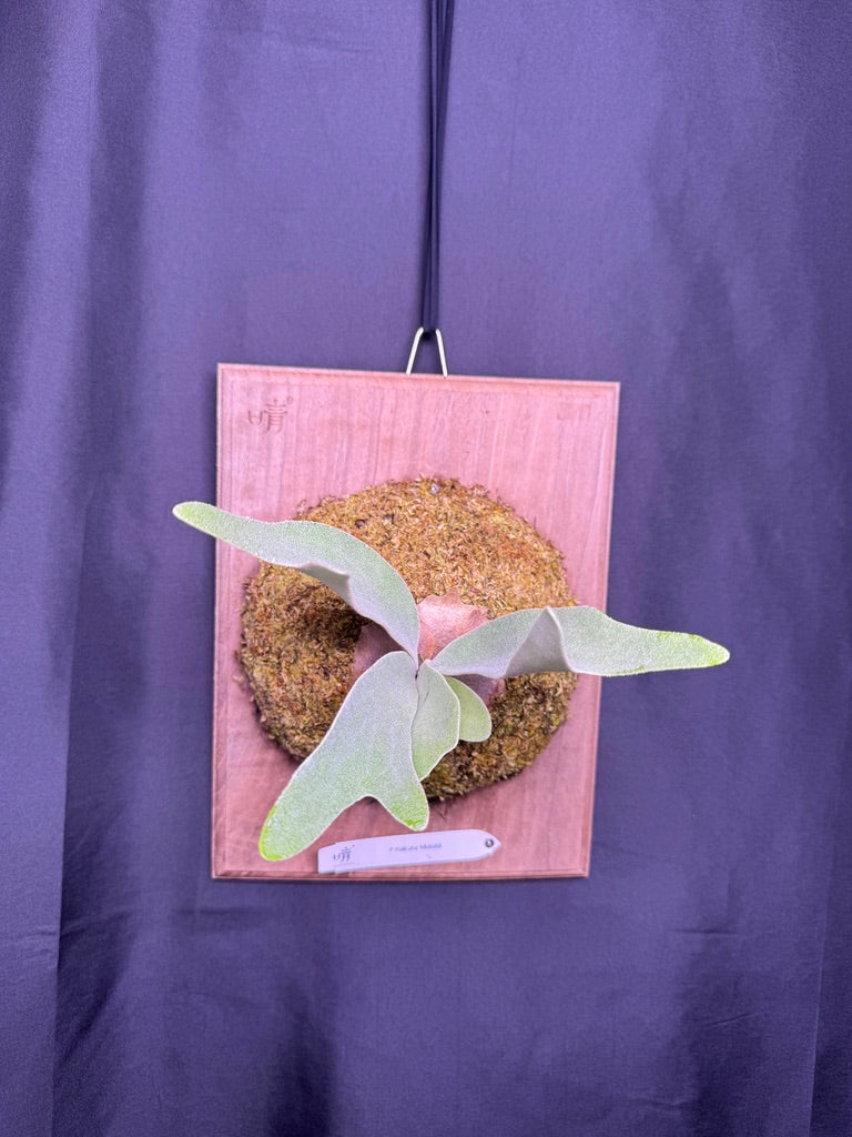 P.  ‘Hakuna Matata’ -Offset from Mother Plant - HM -01