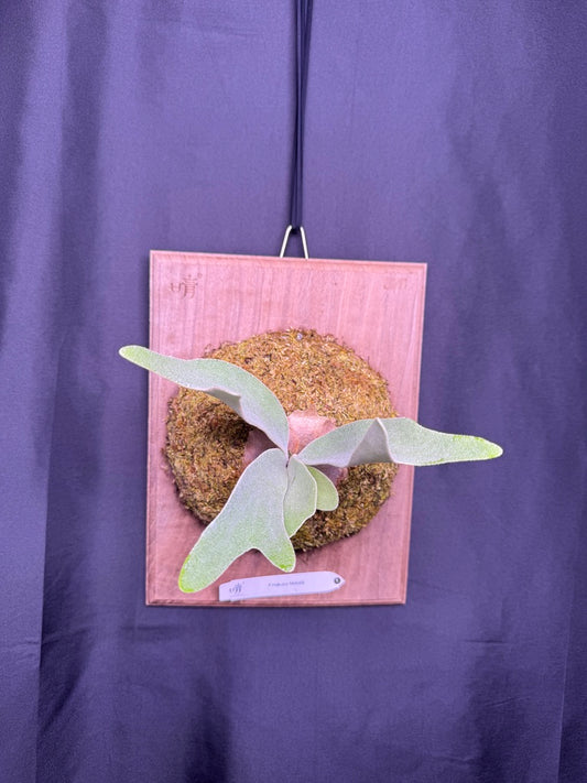 P.  ‘Hakuna Matata’ -Offset from Mother Plant - HM -01